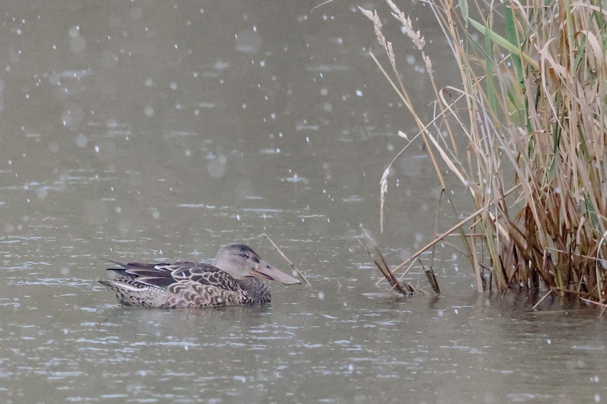 Northern Shoveler - ML611002559