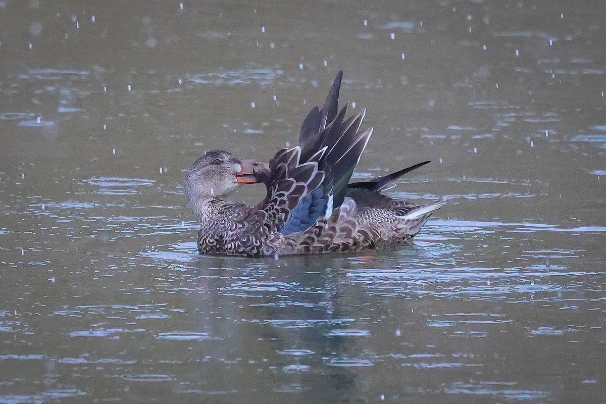 Northern Shoveler - ML611002560
