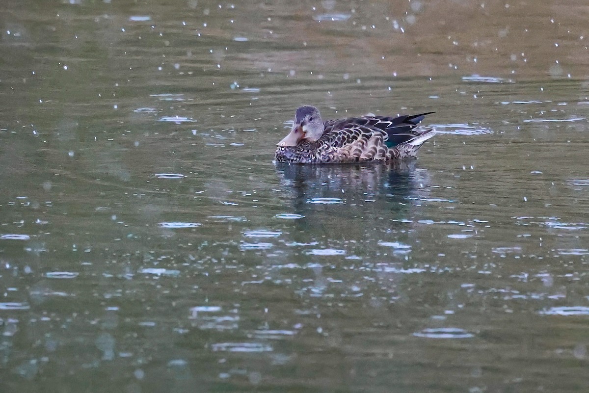 Northern Shoveler - ML611002561