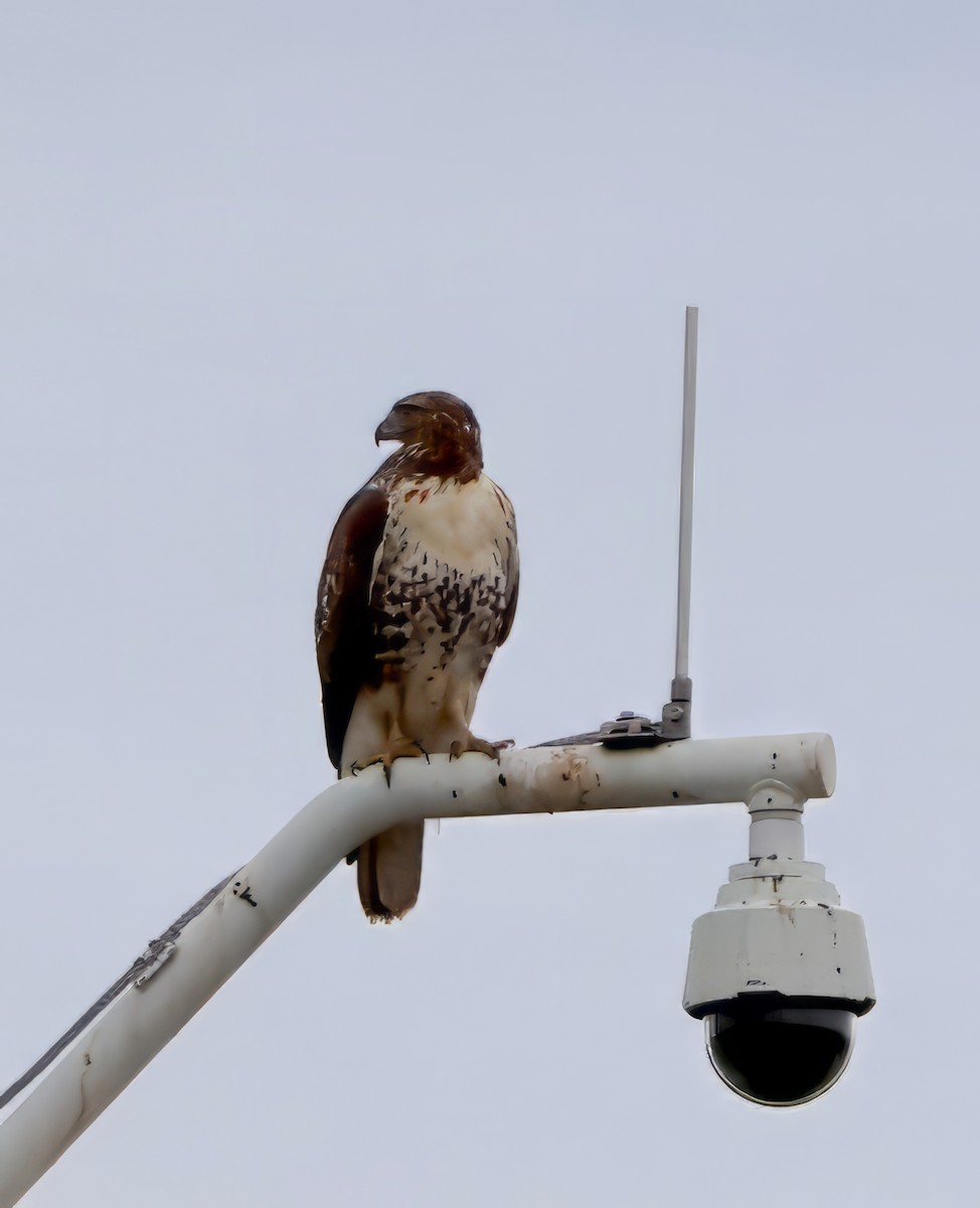 Red-tailed Hawk - ML611002563