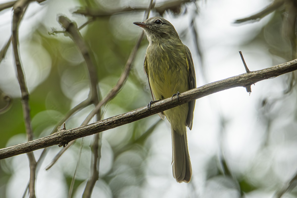 Greenish Tyrannulet - ML611002568