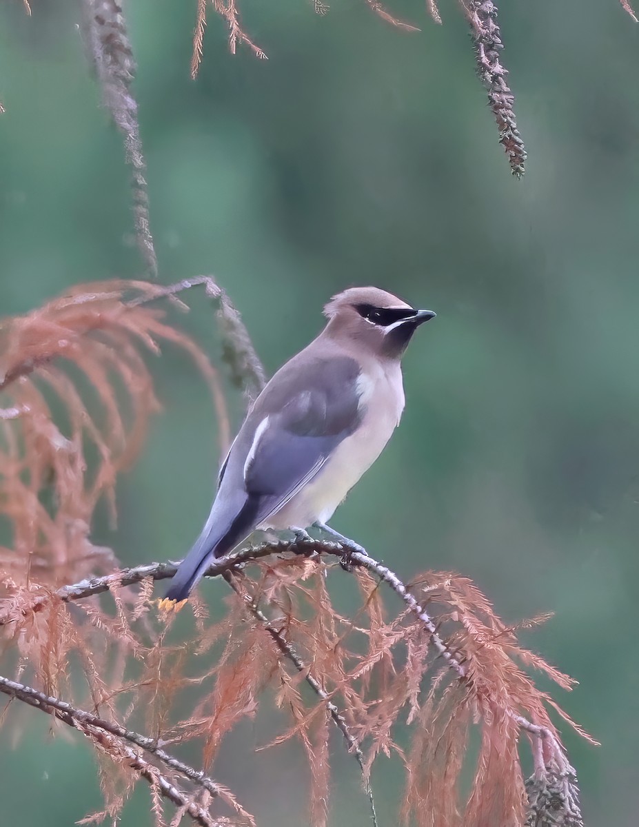 Cedar Waxwing - ML611002575