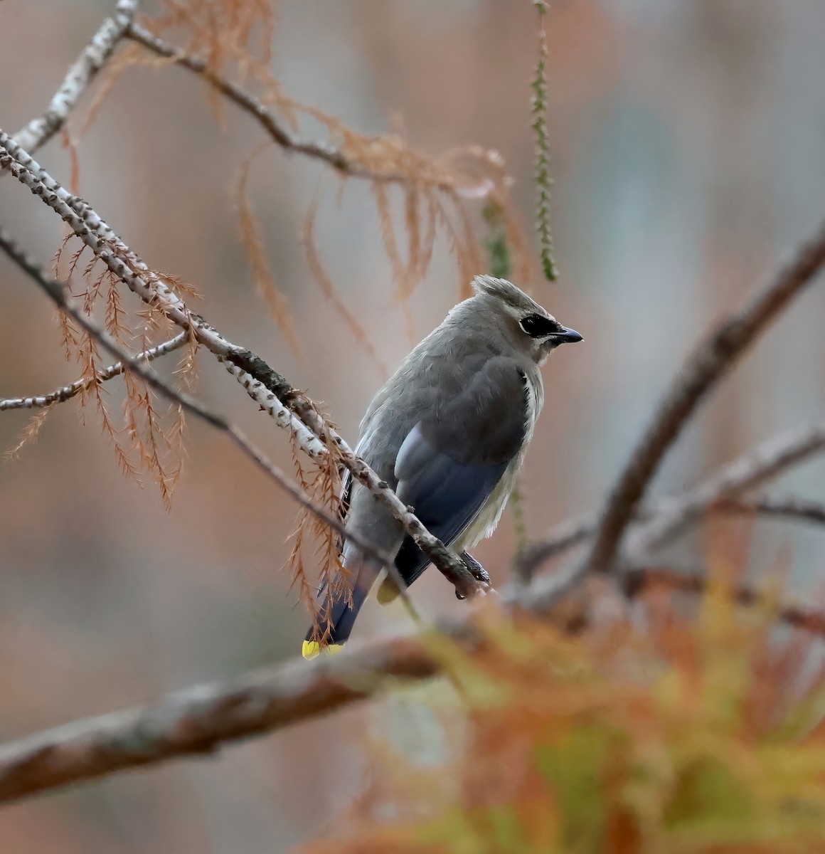 Cedar Waxwing - ML611002579