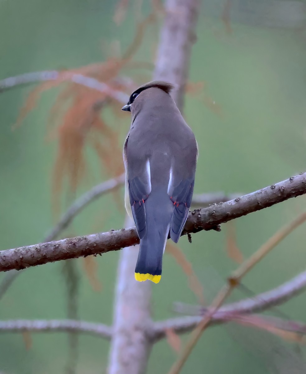 Cedar Waxwing - ML611002586