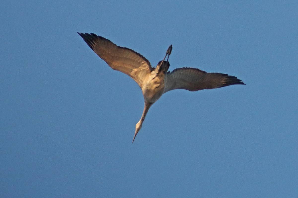 Sandhill Crane - ML611002639