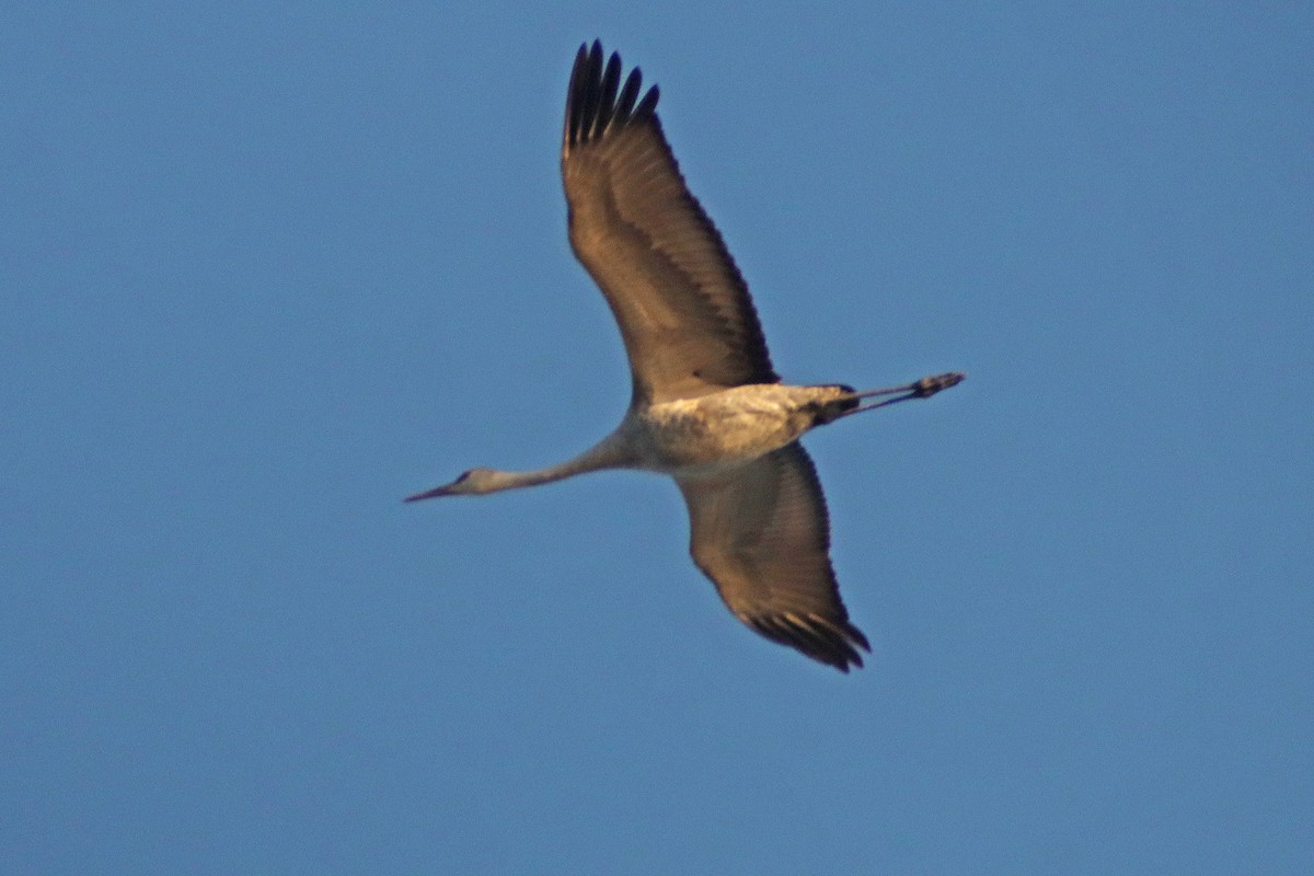 Sandhill Crane - ML611002641