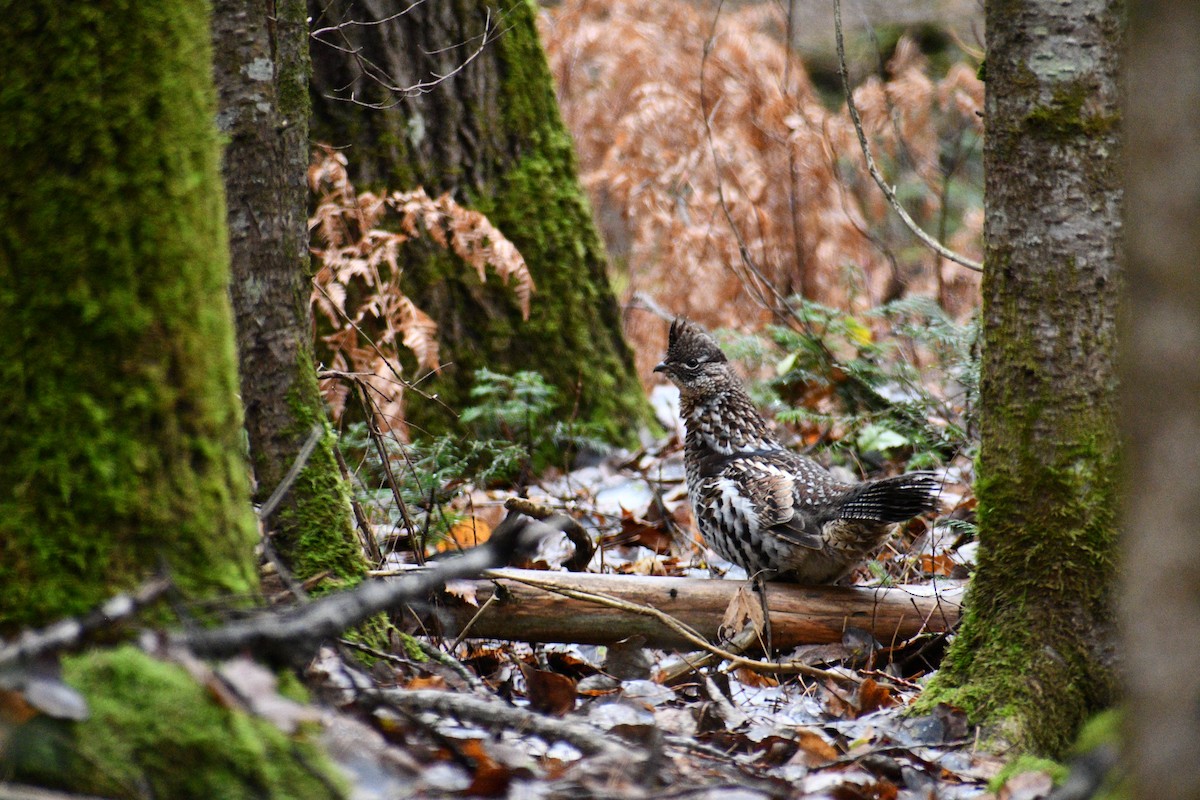 Ruffed Grouse - ML611002788