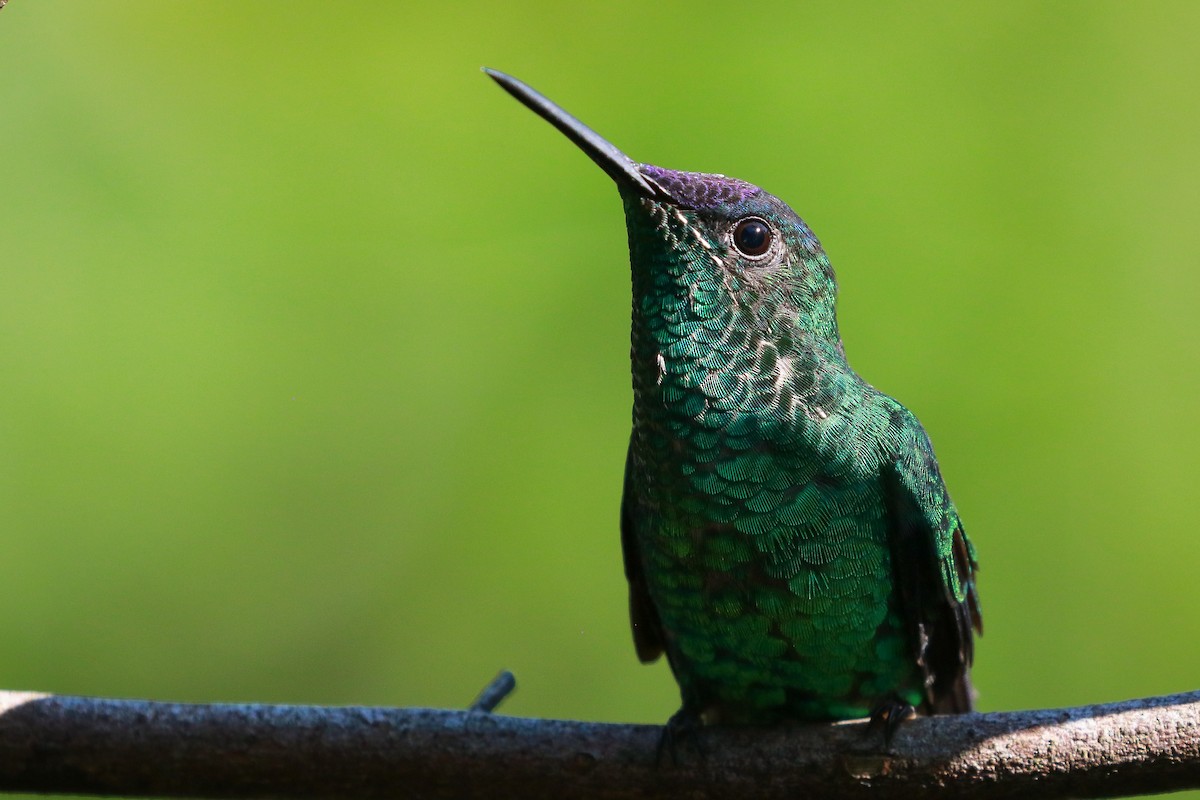kolibřík fialovotemenný - ML611002808