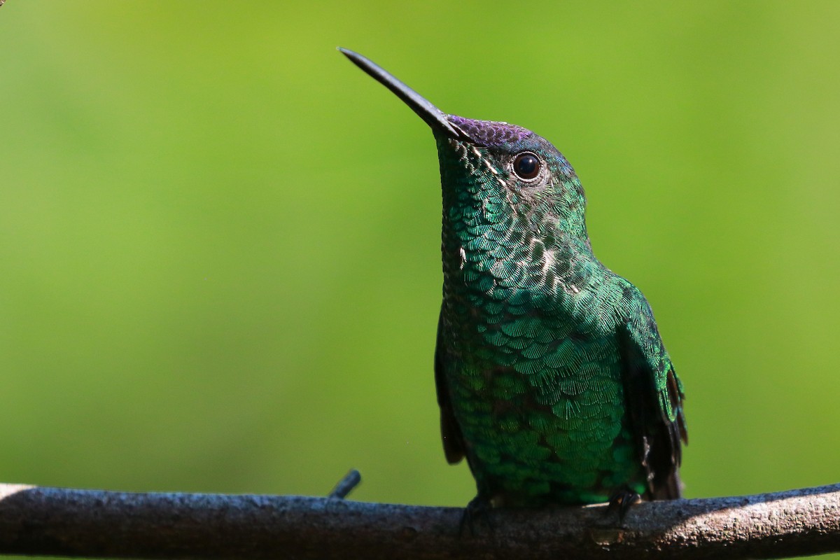 Violet-capped Woodnymph - ML611002808