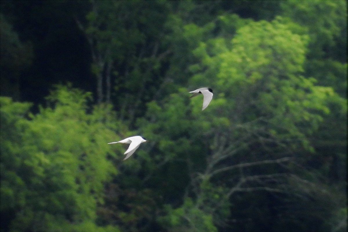 Black Tern - ML611002816