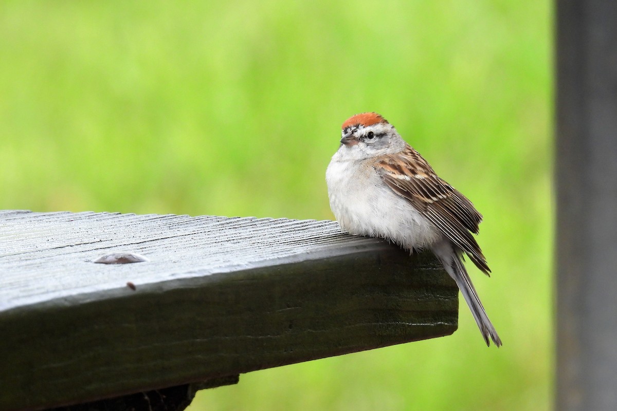 Chipping Sparrow - ML611002833