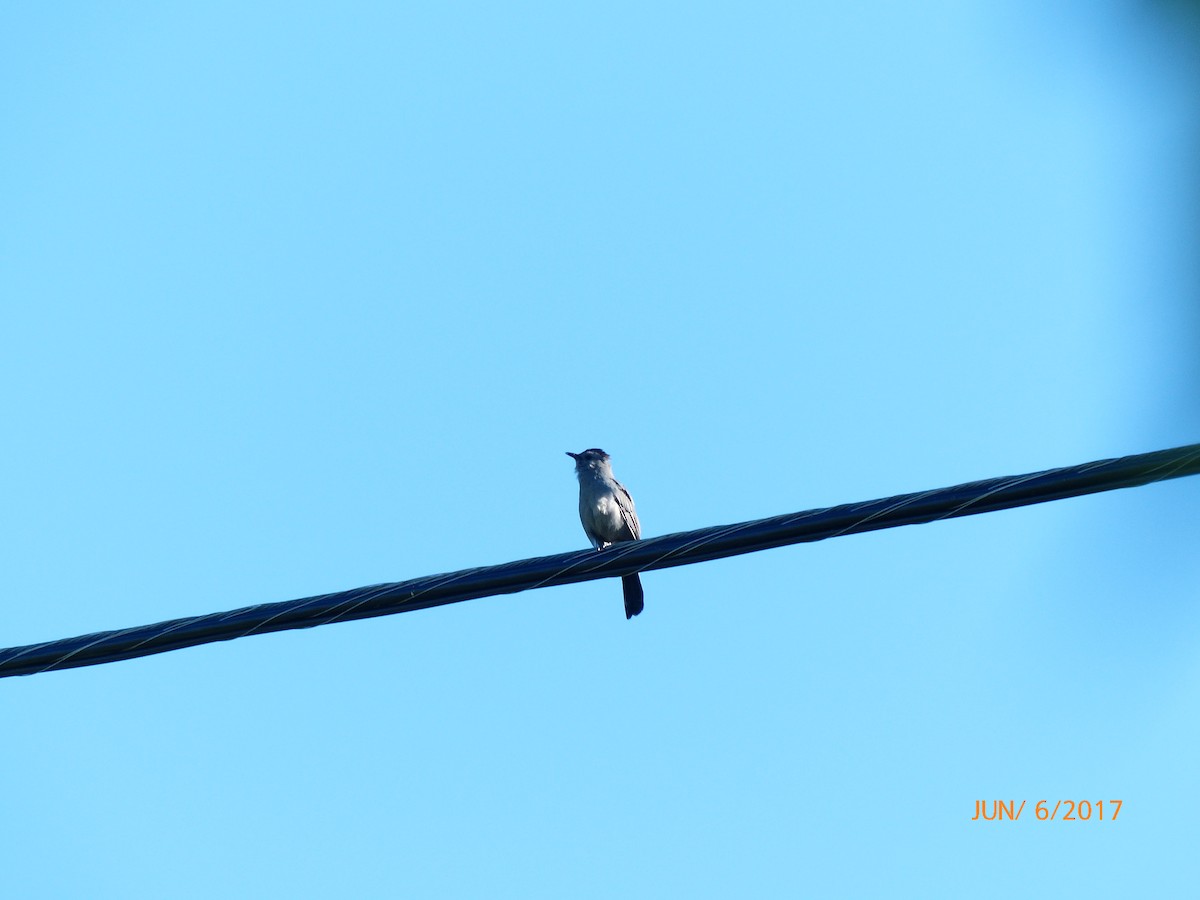 ימימן אמריקני - ML61100291