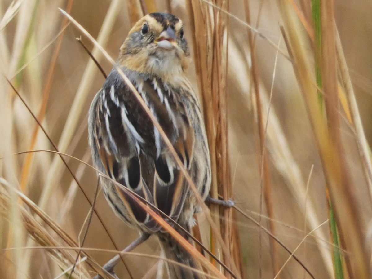 Saltmarsh Sparrow - Paul King