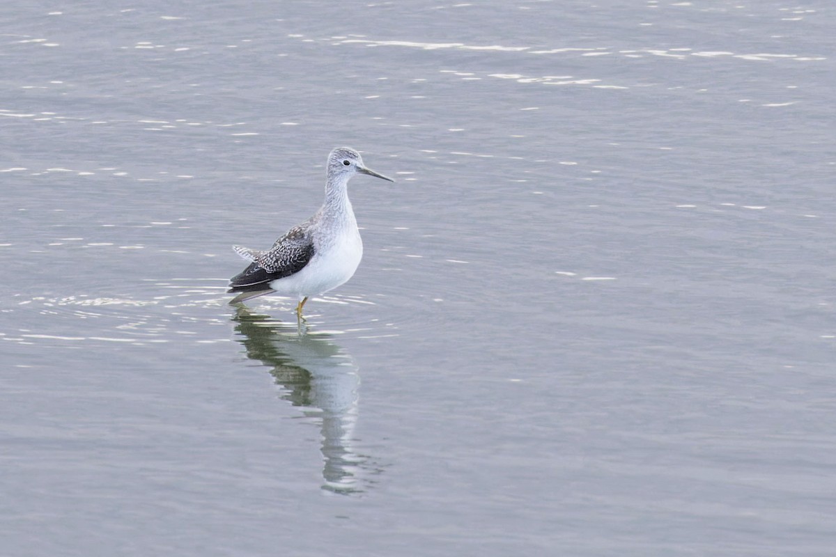 Lesser Yellowlegs - Eduardo Joel