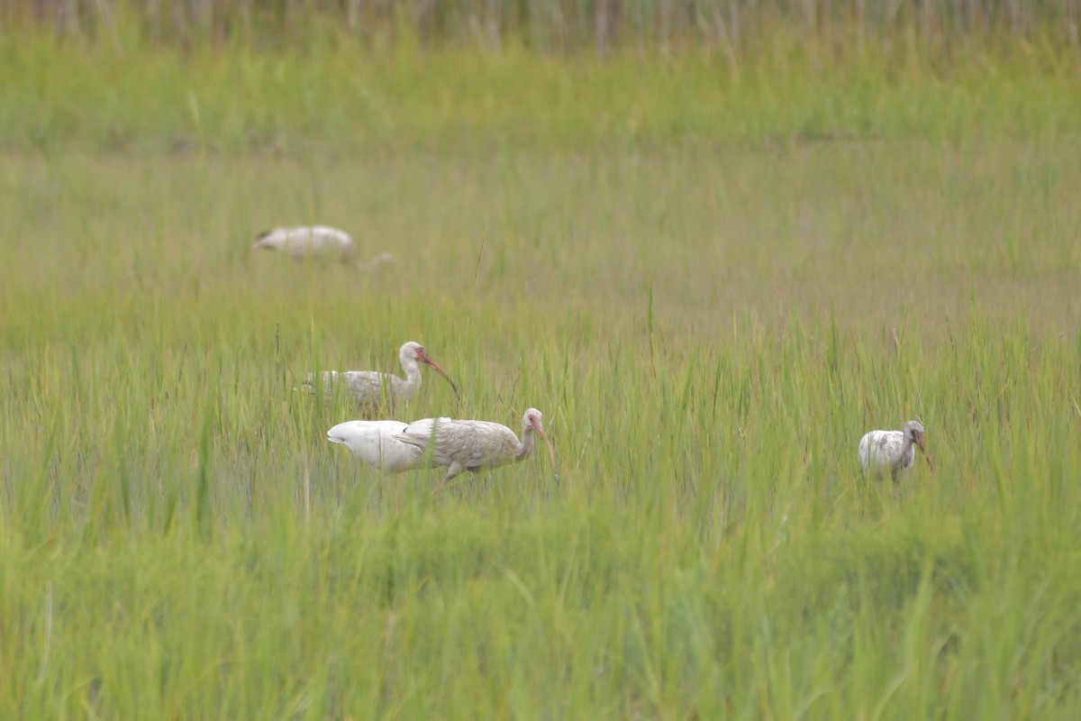 Ibis blanc - ML611002928