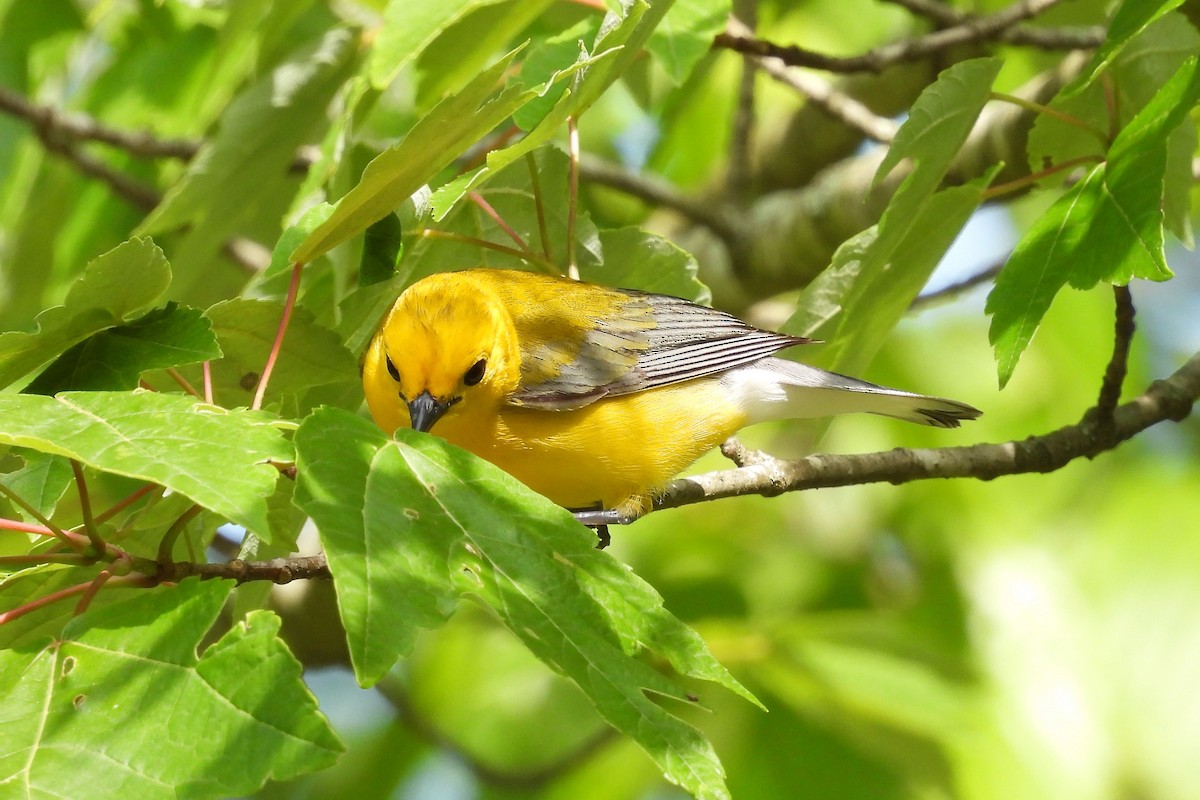 Prothonotary Warbler - S. K.  Jones