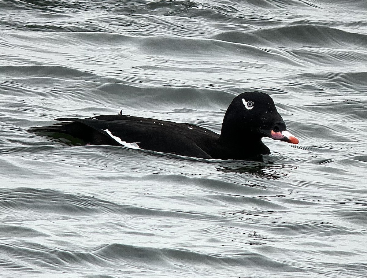 White-winged Scoter - ML611002971