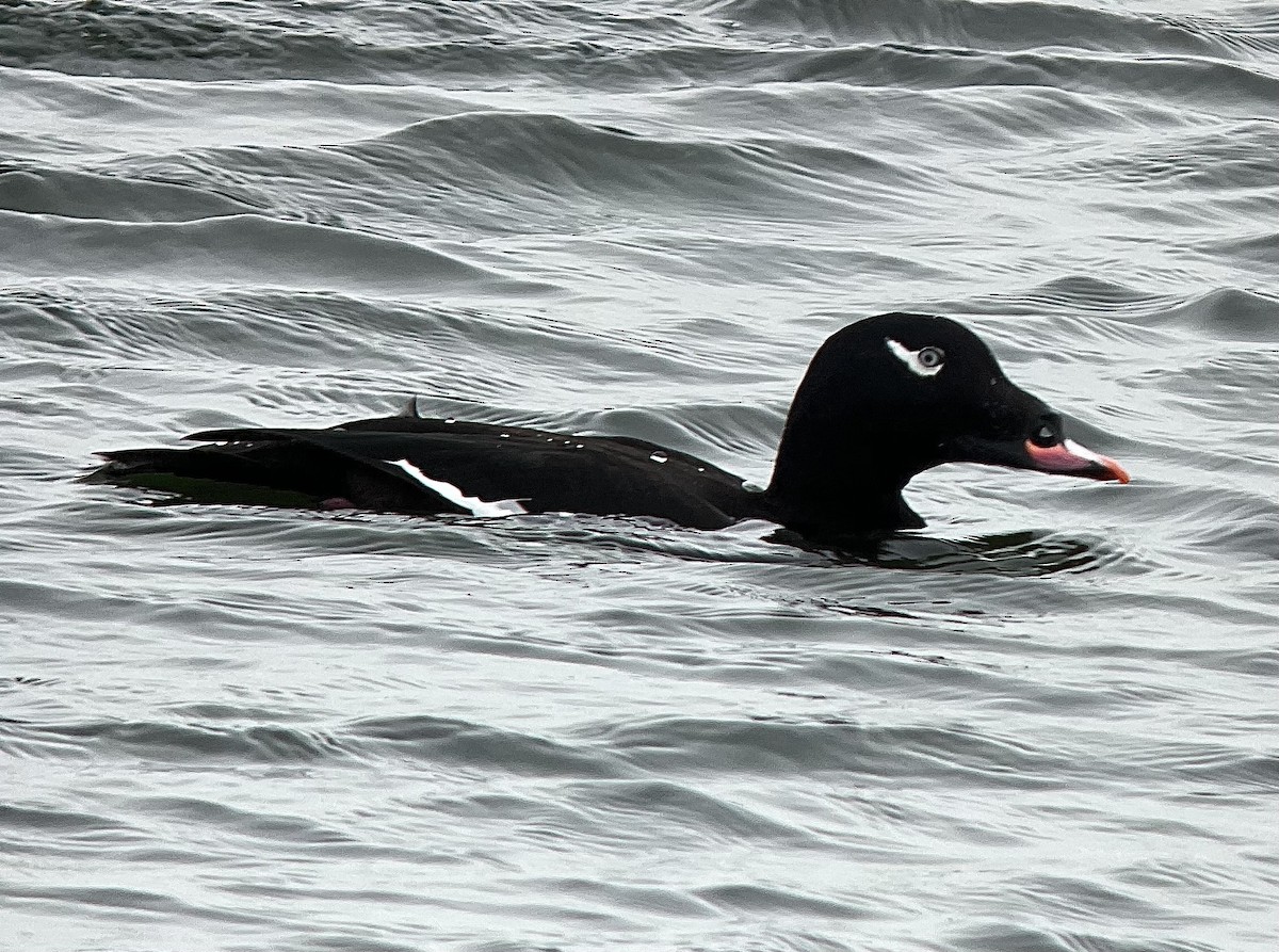 White-winged Scoter - ML611002972