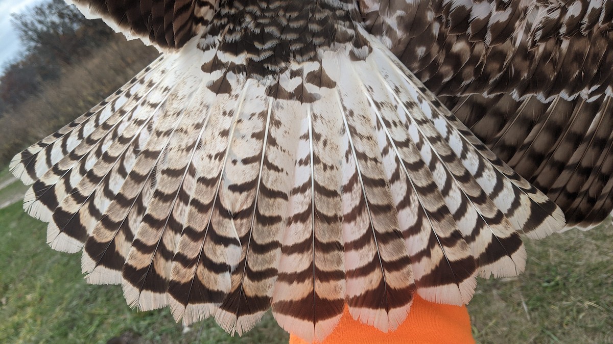 Red-tailed Hawk (Krider's) - ML611002975
