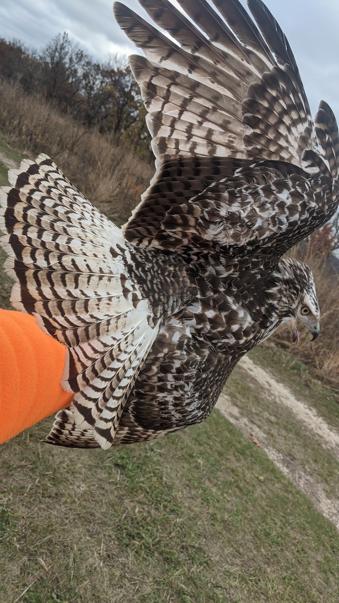 Red-tailed Hawk (Krider's) - ML611002996