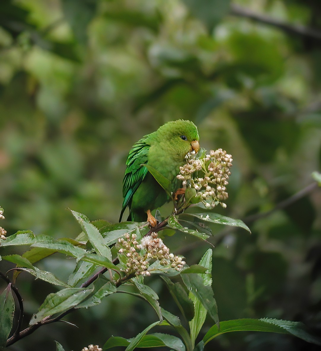 Andean Parakeet - ML611003000