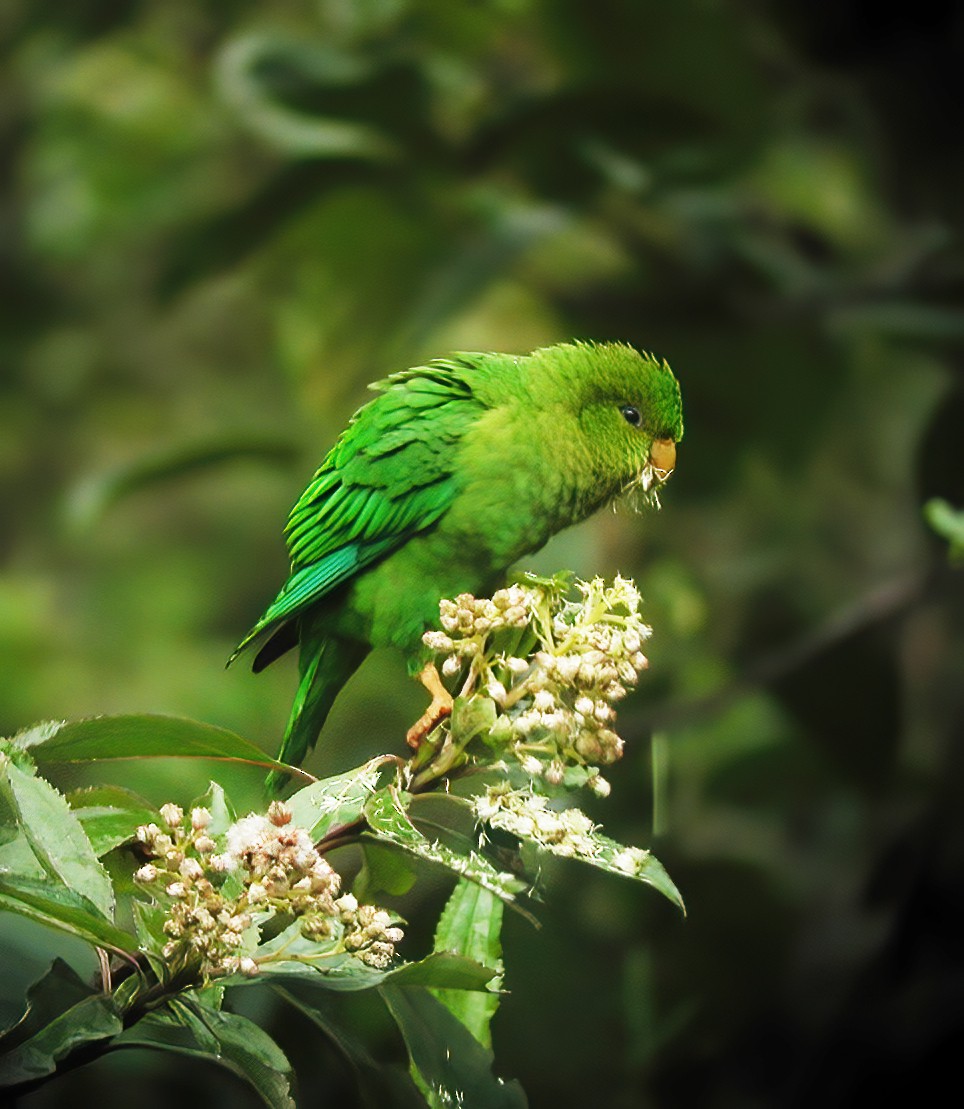 Andean Parakeet - ML611003001