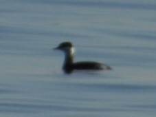 Horned Grebe - ML611003005