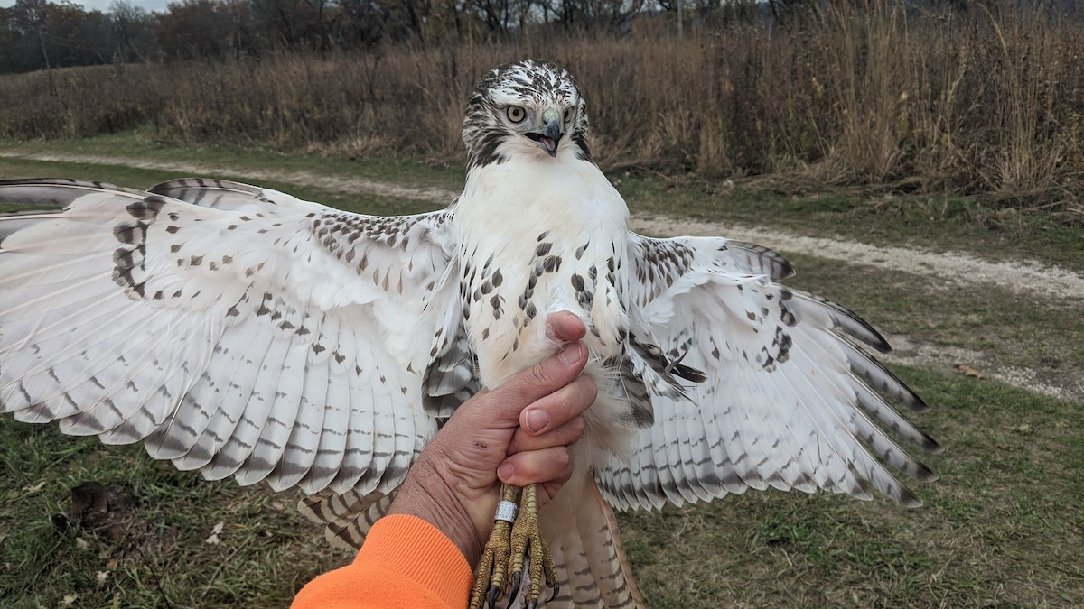 Red-tailed Hawk (Krider's) - ML611003013
