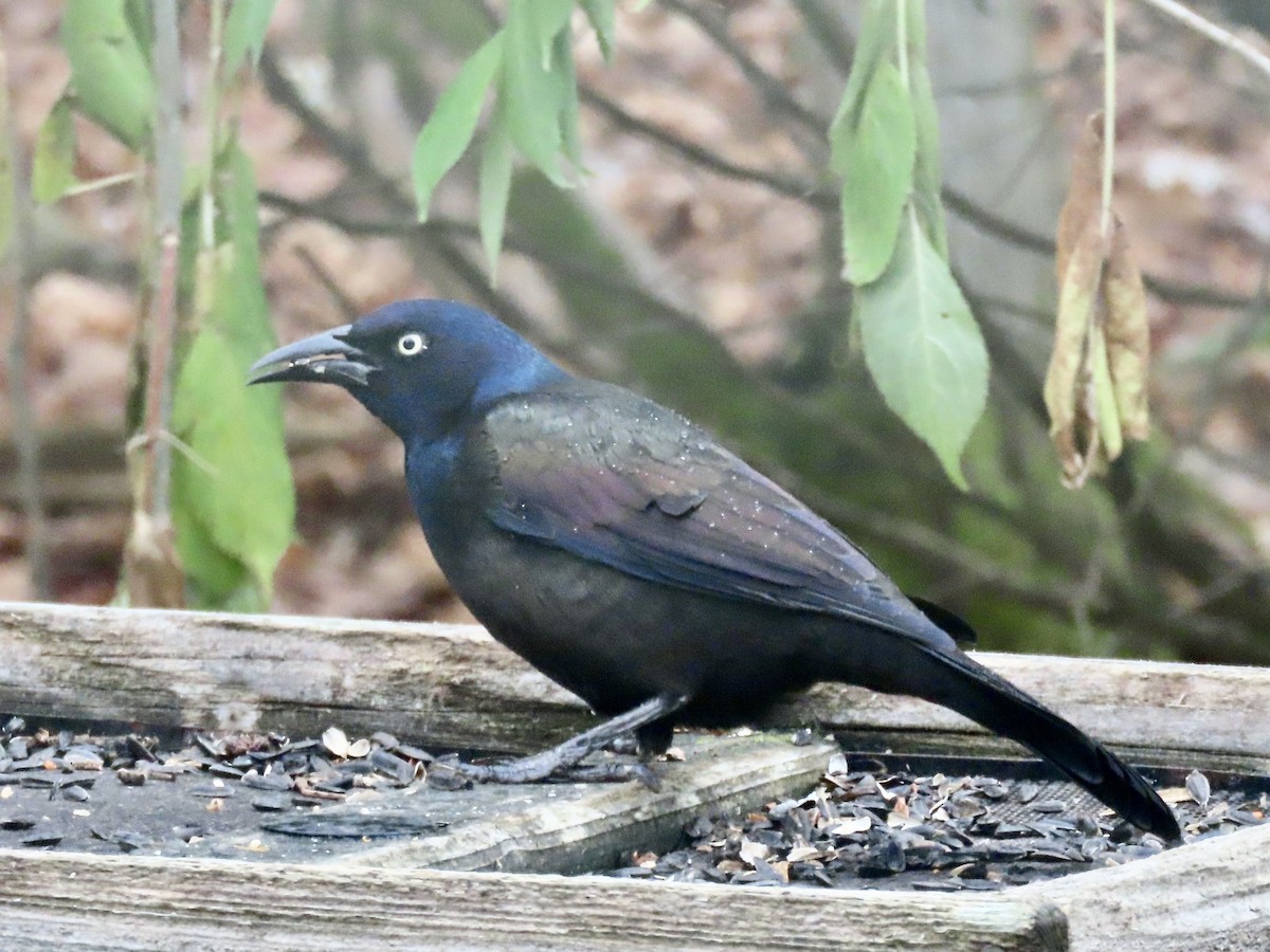 Common Grackle - ML611003022