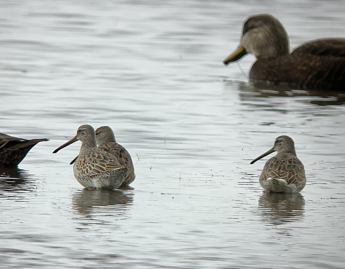 Long-billed Dowitcher - ML611003026