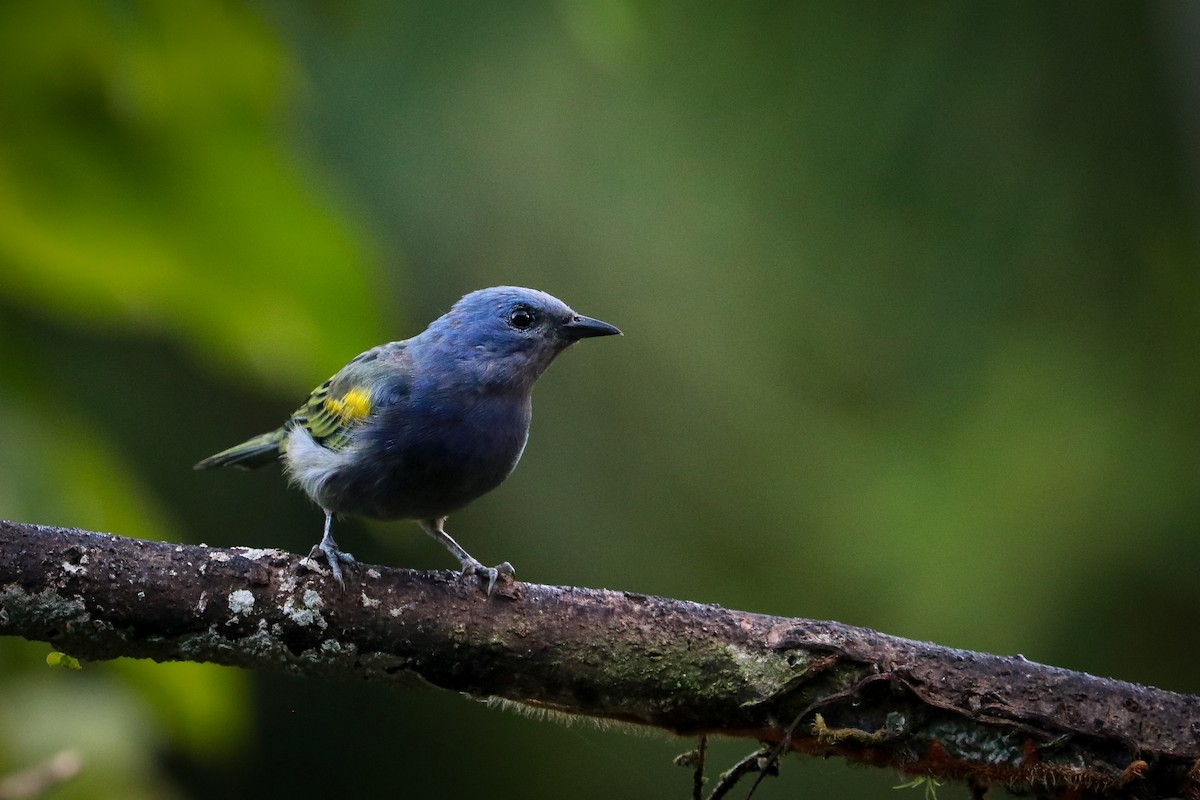 Golden-chevroned Tanager - Stephan Skaarup Båsen Lund