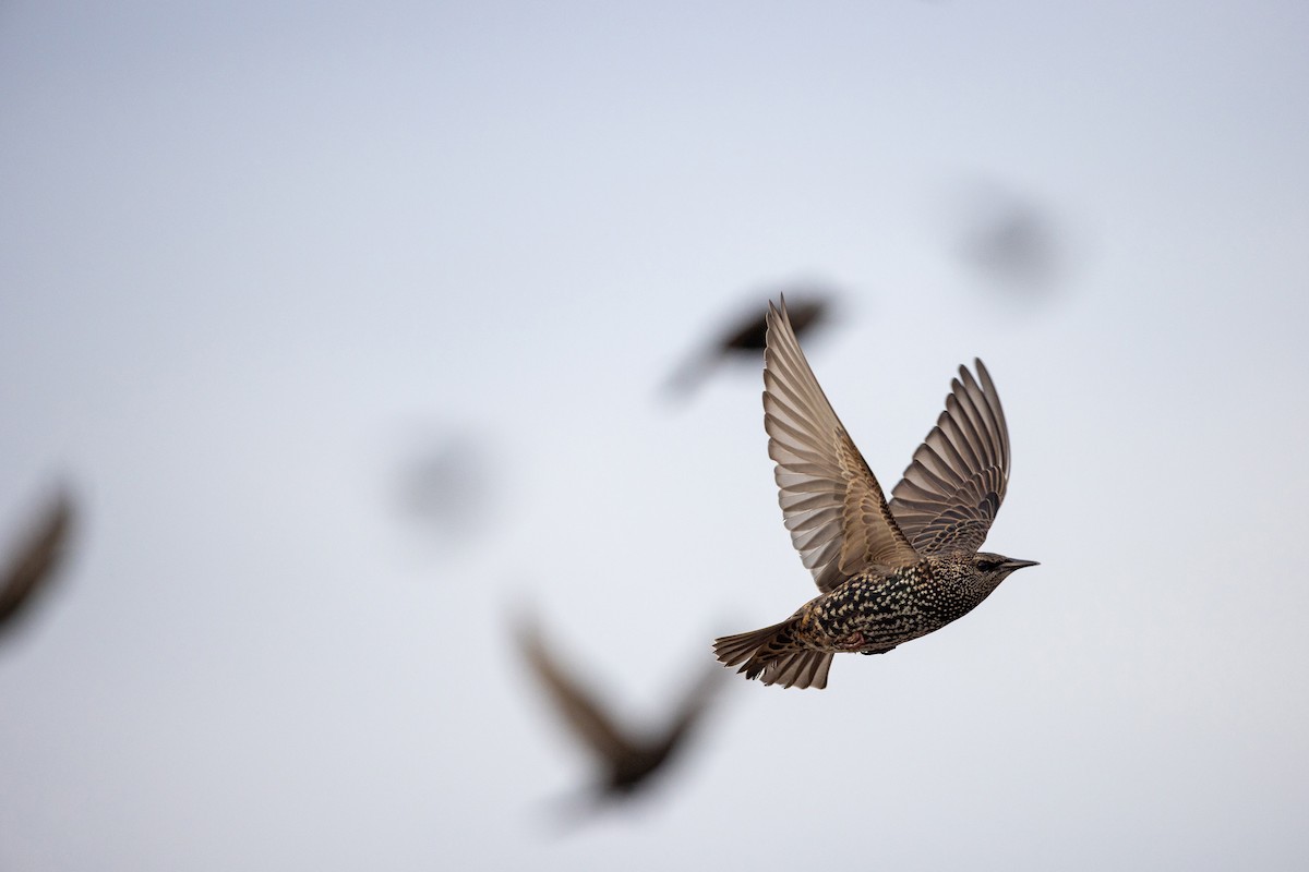 European Starling - Janne Re