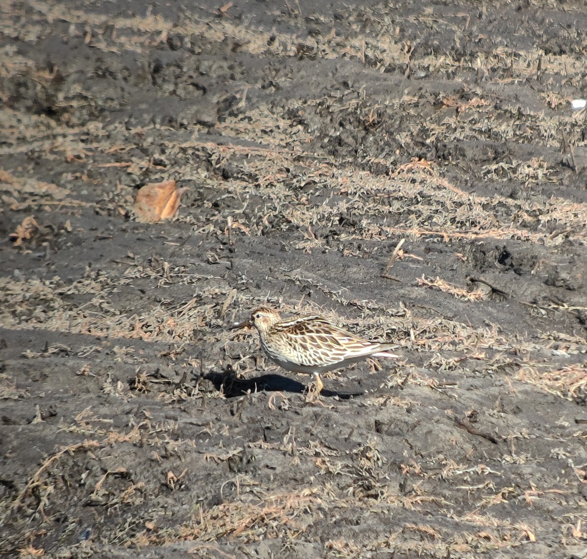 Pectoral Sandpiper - ML611003046