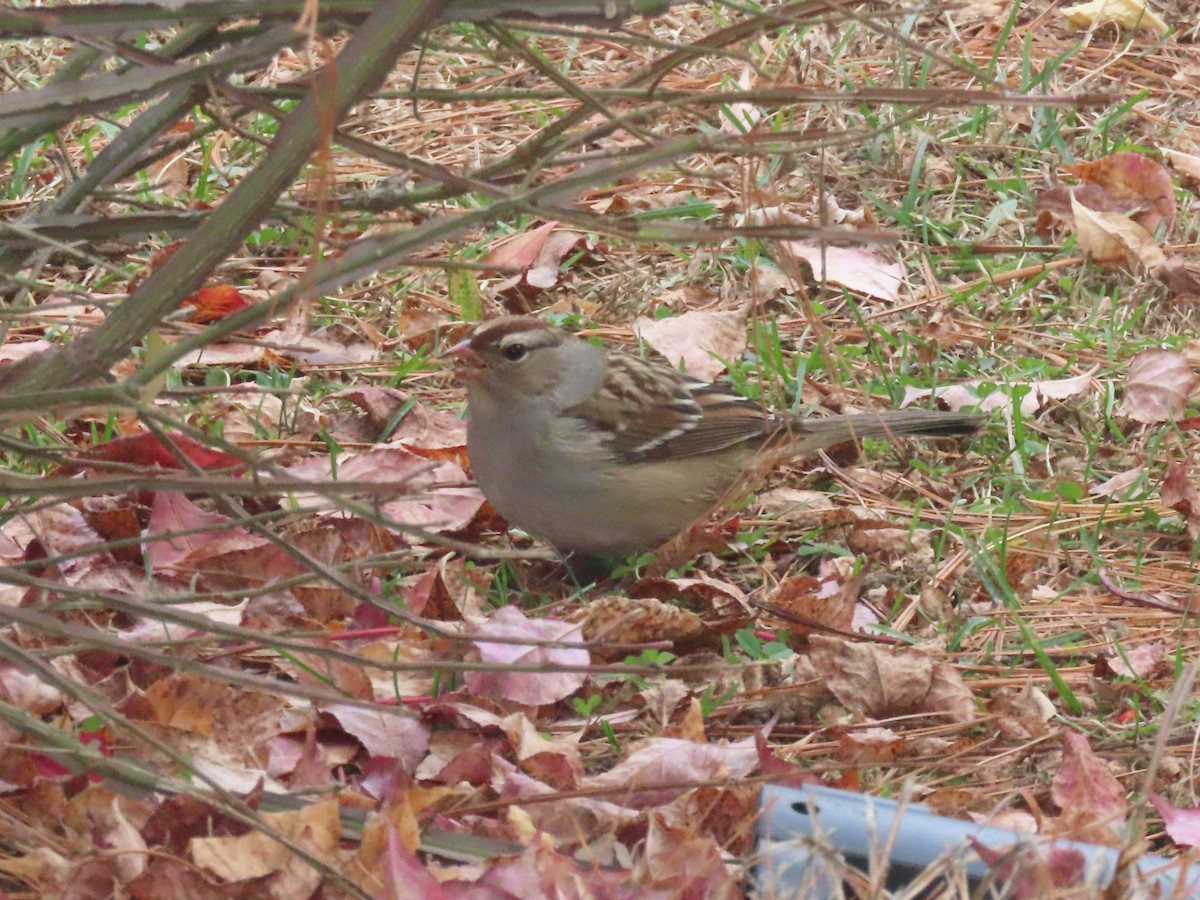 White-crowned Sparrow - ML611003057