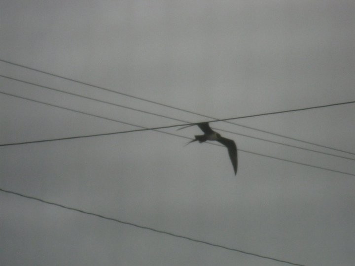 シロハラトウゾクカモメ - ML611003064