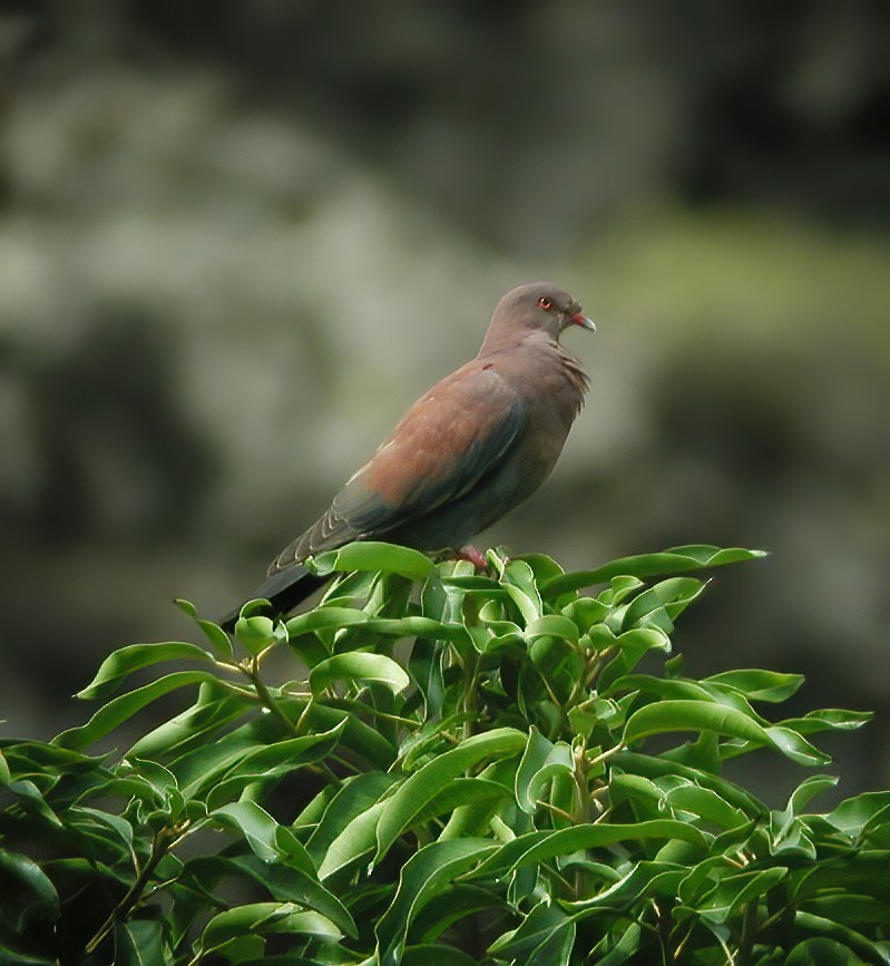 Pigeon du Pérou - ML611003131