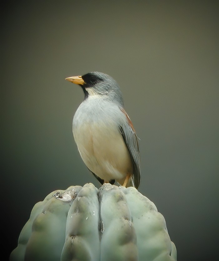 Buff-bridled Inca-Finch - ML611003154