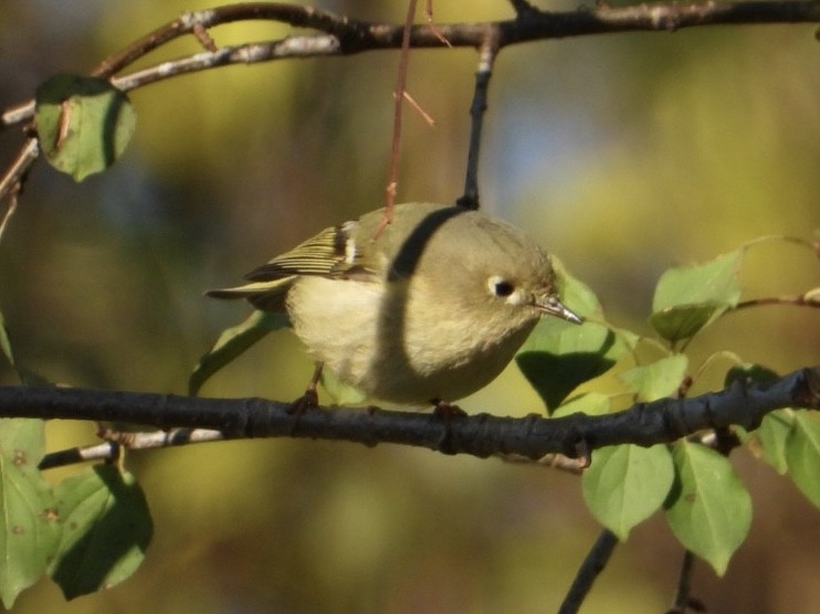 Ruby-crowned Kinglet - ML611003183
