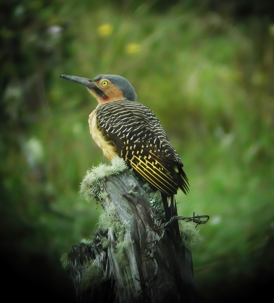 Andean Flicker - ML611003227