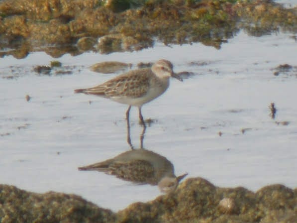 Semipalmated Sandpiper - ML611003290