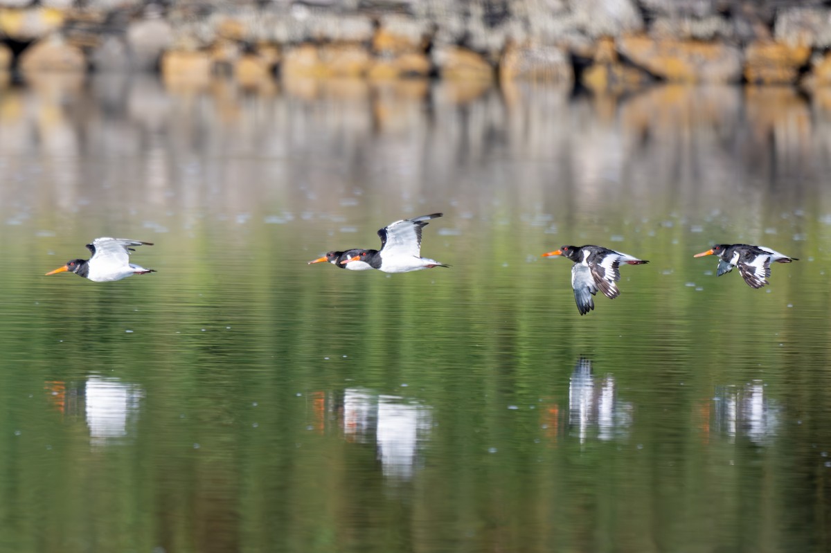 Eurasian Oystercatcher - Holger Köhler