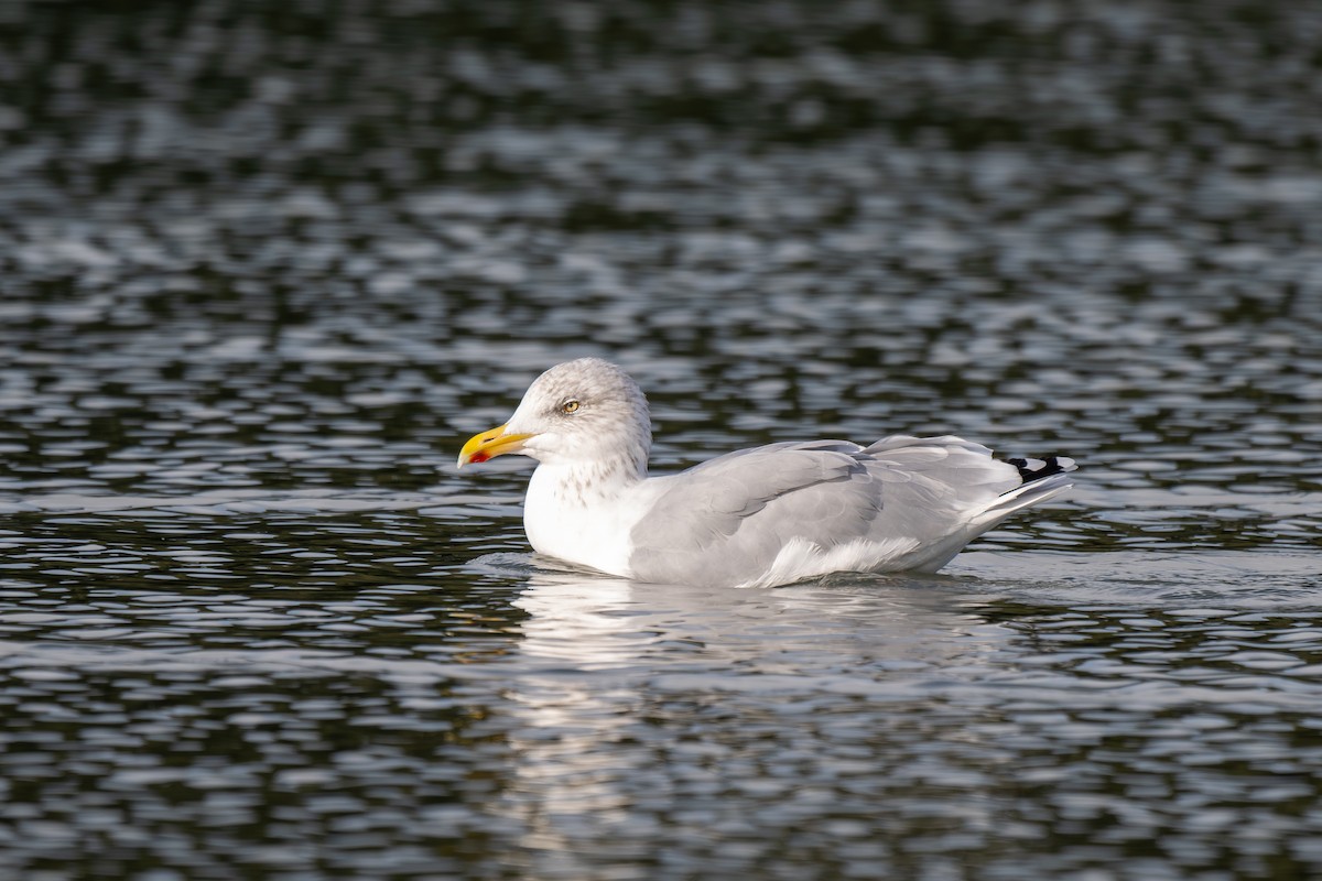 Herring Gull - Holger Köhler