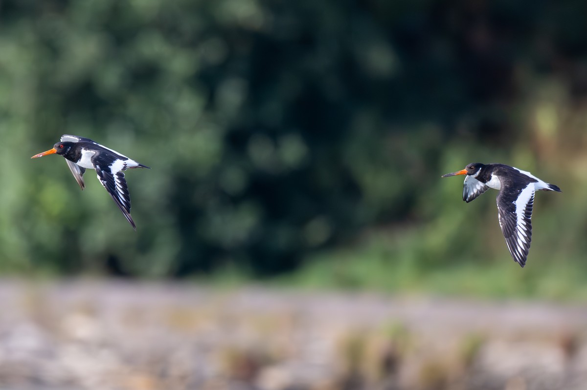 Eurasian Oystercatcher - Holger Köhler