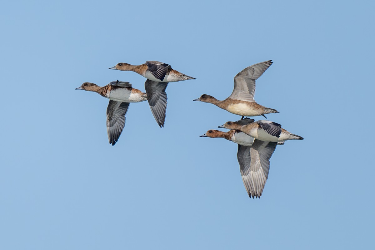 Eurasian Wigeon - ML611003326