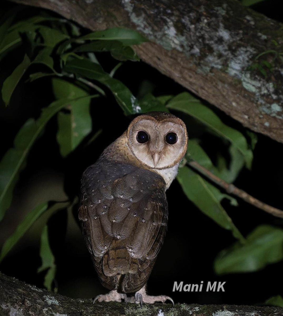 Andaman Masked-Owl - ML611003338