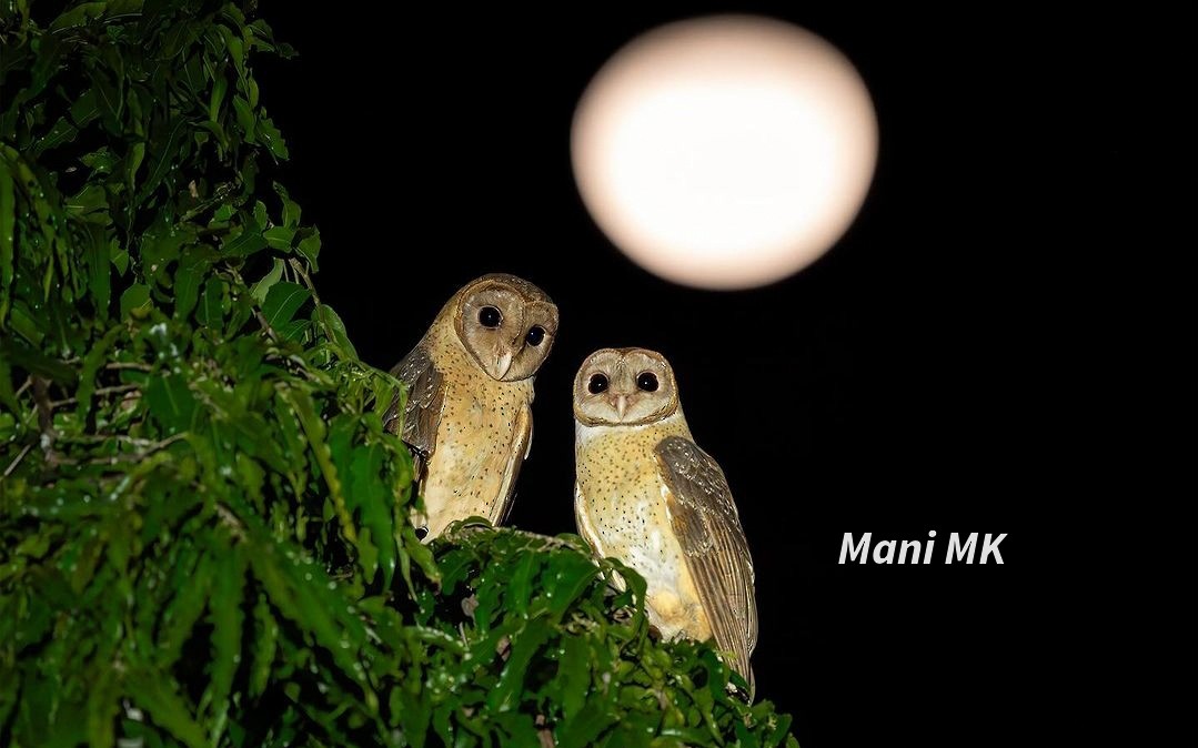 Andaman Masked-Owl - ML611003339