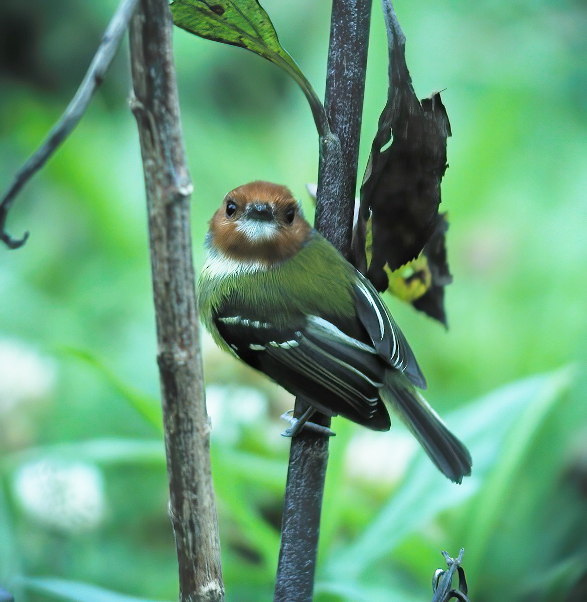 Johnson's Tody-Flycatcher - Gary Rosenberg