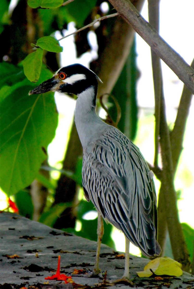 Yellow-crowned Night Heron - ML611003408