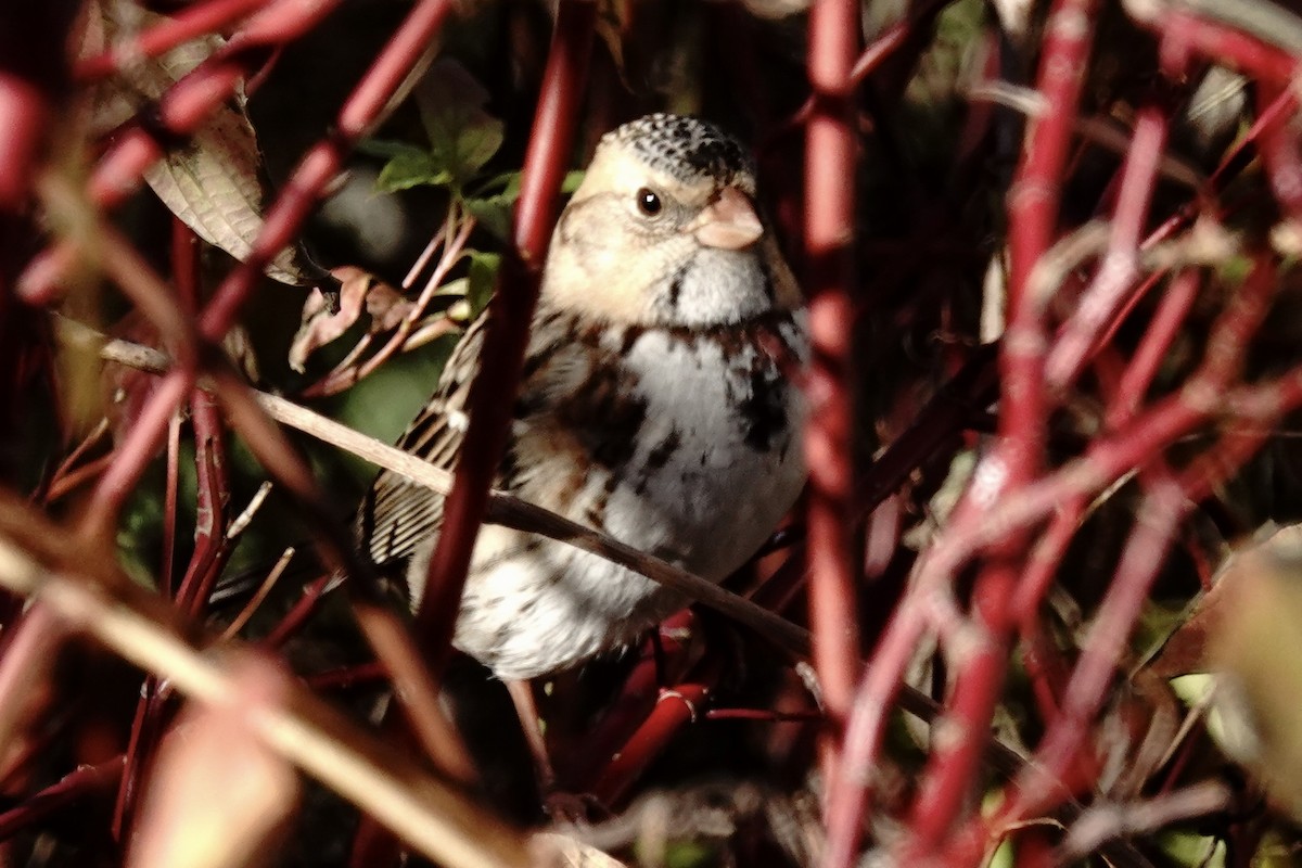 Harris's Sparrow - Stuart Mackenzie