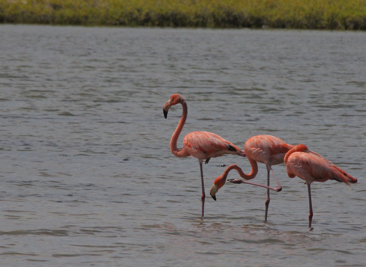 American Flamingo - ML611003442